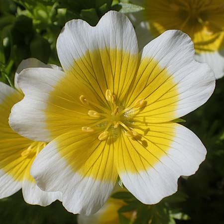 Limnanthes douglasii \ Douglas-Sumpfblume, Spiegelei-Blume / Meadowfoam, Poached Egg Plant, D Frankfurt-Sossenheim 29.5.2021