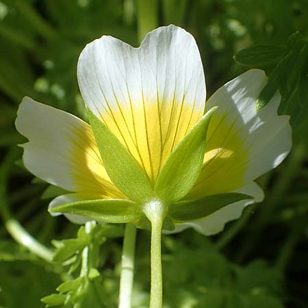 Limnanthes douglasii \ Douglas-Sumpfblume, Spiegelei-Blume, D Frankfurt-Sossenheim 29.5.2021