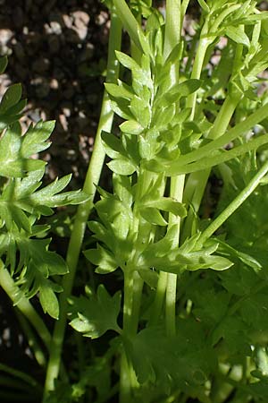 Limnanthes douglasii \ Douglas-Sumpfblume, Spiegelei-Blume / Meadowfoam, Poached Egg Plant, D Frankfurt-Sossenheim 29.5.2021