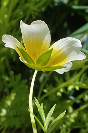 Limnanthes douglasii \ Douglas-Sumpfblume, Spiegelei-Blume / Meadowfoam, Poached Egg Plant, D Frankfurt-Sossenheim 29.5.2021