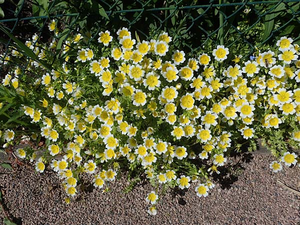 Limnanthes douglasii \ Douglas-Sumpfblume, Spiegelei-Blume / Meadowfoam, Poached Egg Plant, D Frankfurt-Sossenheim 29.5.2021