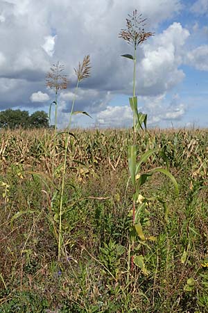 Sorghum bicolor agg. \ Mohrenhirse, Zucker-Hirse, D Mannheim 30.9.2021