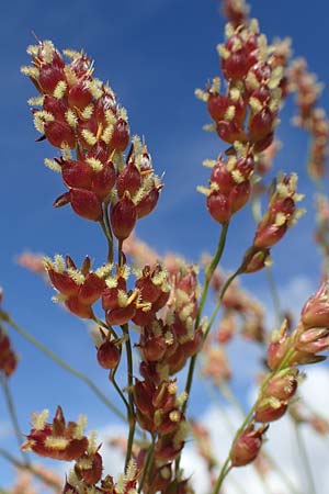 Sorghum bicolor agg. \ Mohrenhirse, Zucker-Hirse, D Mannheim 30.9.2021