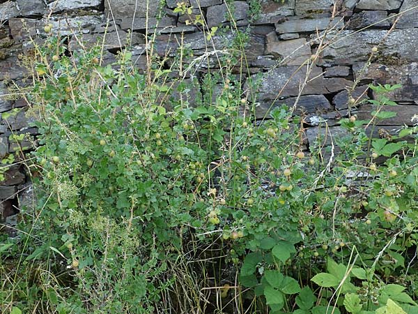 Ribes uva-crispa \ Stachelbeere / Gooseberry, D Hatzenport 19.6.2022