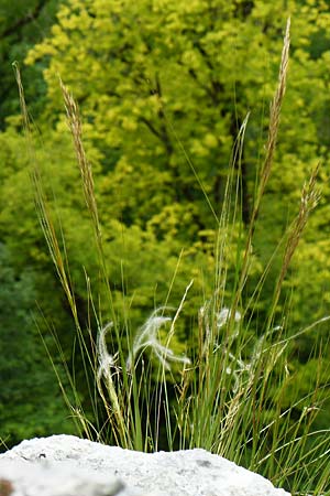 Stipa calamagrostis \ Silber-Raugras, Silber-hrengras / Rough Feather-Grass, Silver Spike Grass, D Beuron 26.6.2018