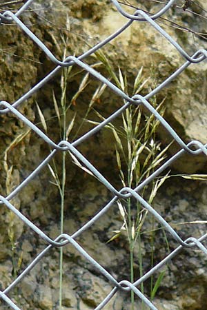 Stipa calamagrostis \ Silber-Raugras, Silber-hrengras / Rough Feather-Grass, Silver Spike Grass, D Beuron 26.6.2018