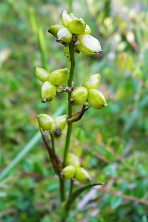 Scheuchzeria palustris \ Blumenbinse, Blasensimse / Rannoch Rush, Marsh Scheuchzeria, D Leutkirch 10.7.2015