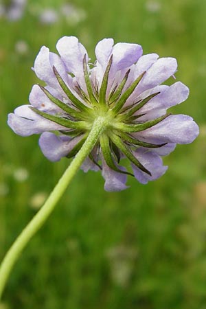 Scabiosa columbaria \ Tauben-Skabiose, D Grettstadt 18.7.2015