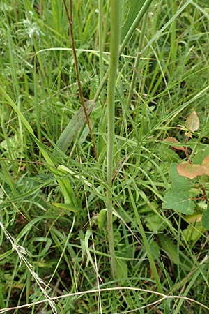 Scabiosa columbaria \ Tauben-Skabiose, D Grettstadt 18.7.2015