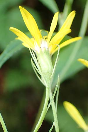 Senecio hercynicus x ovatus \ Greiskraut-Hybride, D Schwarzwald, Kniebis 5.8.2015