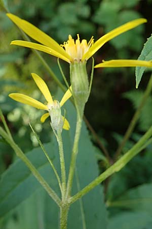 Senecio hercynicus x ovatus \ Greiskraut-Hybride, D Schwarzwald, Kniebis 5.8.2015