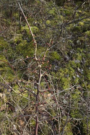 Prunus spinosa \ Schlehe, Schwarzdorn / Sloe, Blackthorn, D Neuleiningen 12.3.2016
