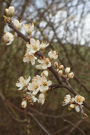 Prunus spinosa \ Schlehe, Schwarzdorn / Sloe, Blackthorn, D Neuleiningen 12.3.2016
