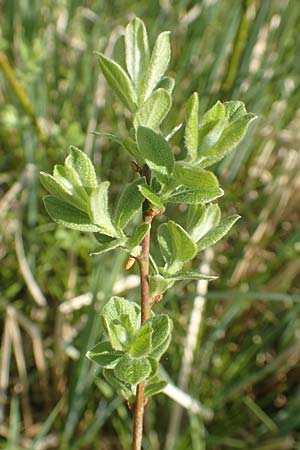 Salix caprea \ Sal-Weide, D Leutkirch 7.5.2016