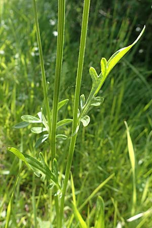 Centaurea scabiosa / Greater Knapweed, D Pfronten 28.6.2016