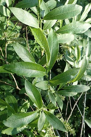 Salix cinerea \ Grau-Weide, Asch-Weide / Grey Willow, D Schwarzwald/Black-Forest, Feldberg 10.7.2016