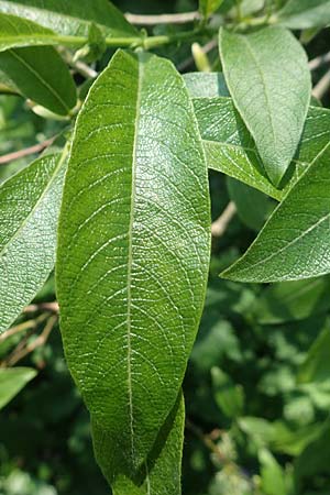 Salix cinerea \ Grau-Weide, Asch-Weide / Grey Willow, D Schwarzwald/Black-Forest, Feldberg 10.7.2016