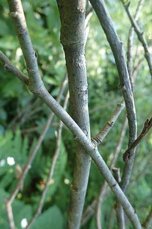 Salix cinerea \ Grau-Weide, Asch-Weide / Grey Willow, D Schwarzwald/Black-Forest, Feldberg 10.7.2016