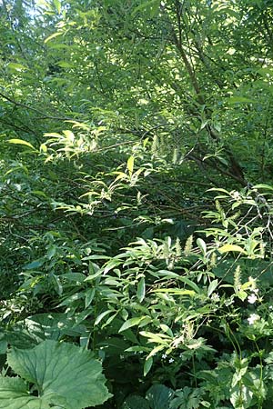 Salix cinerea \ Grau-Weide, Asch-Weide / Grey Willow, D Schwarzwald/Black-Forest, Feldberg 10.7.2016