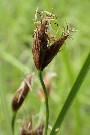 Bolboschoenus laticarpus / Broadseed Club-Rush, D Groß-Gerau 15.7.2017