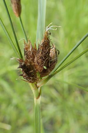 Bolboschoenus laticarpus \ Breitfrchtige Strandsimse / Broadseed Club-Rush, D Groß-Gerau 15.7.2017