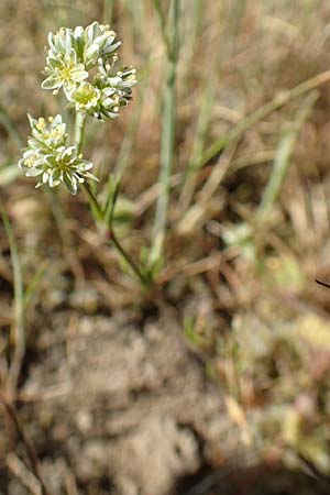 Scleranthus perennis \ Ausdauerndes Knäuelkraut / Perennial Knawel, D Herborn 9.5.2018