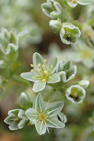 Scleranthus perennis \ Ausdauerndes Knuelkraut / Perennial Knawel, D Donnersberg 1.6.2018