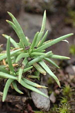 Scleranthus perennis \ Ausdauerndes Knäuelkraut / Perennial Knawel, D Donnersberg 1.6.2018
