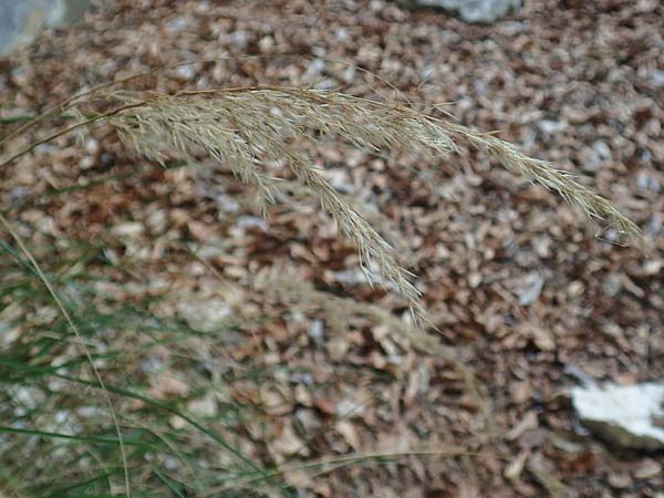 Stipa calamagrostis \ Silber-Raugras, Silber-hrengras / Rough Feather-Grass, Silver Spike Grass, D Beuron 26.6.2018