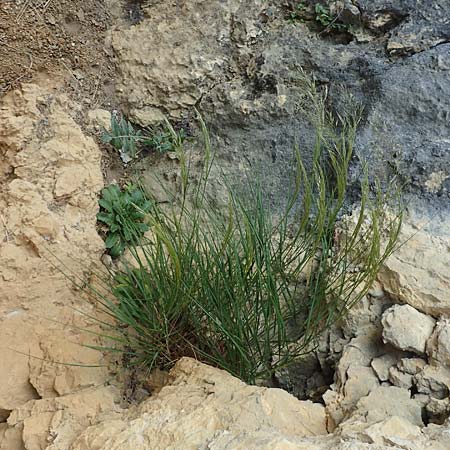 Stipa calamagrostis \ Silber-Raugras, Silber-hrengras, D Beuron 26.6.2018