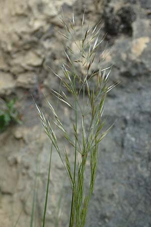 Stipa calamagrostis \ Silber-Raugras, Silber-hrengras / Rough Feather-Grass, Silver Spike Grass, D Beuron 26.6.2018