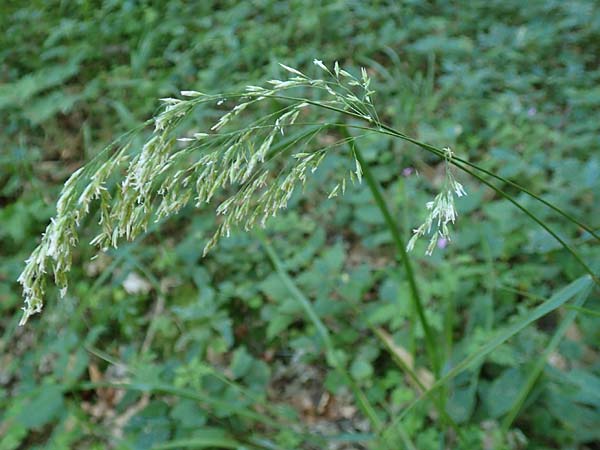 Festuca altissima \ Wald-Schwingel / Wood Fescue, D Beuron 27.6.2018