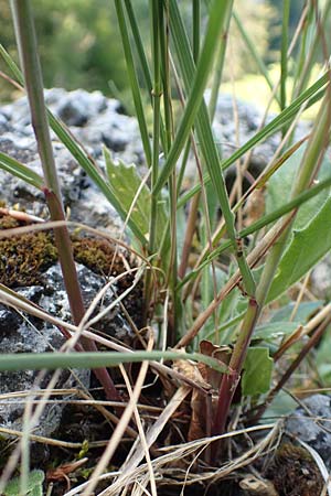 Stipa calamagrostis \ Silber-Raugras, Silber-hrengras, D Beuron 27.6.2018