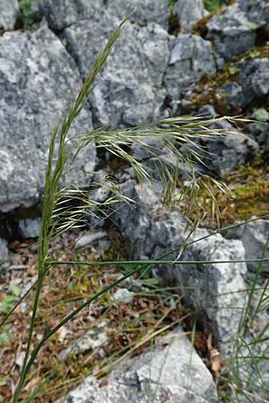 Stipa calamagrostis \ Silber-Raugras, Silber-hrengras / Rough Feather-Grass, Silver Spike Grass, D Beuron 27.6.2018