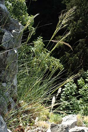 Stipa calamagrostis \ Silber-Raugras, Silber-hrengras / Rough Feather-Grass, Silver Spike Grass, D Beuron 27.6.2018