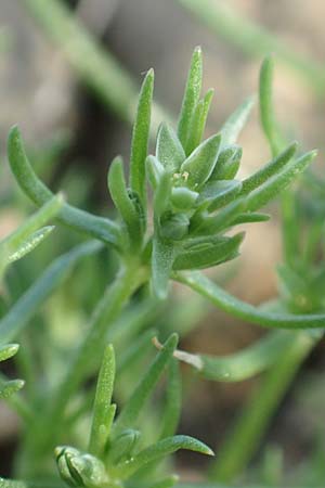 Scleranthus annuus \ Einjhriges Knuelkraut, D Gladenbach 8.10.2018