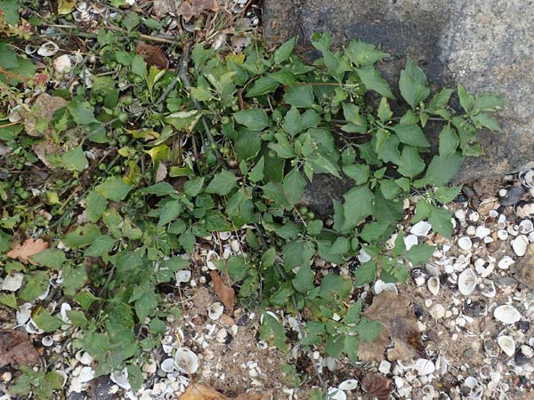 Solanum chenopodioides \ Gnsefublttriger Nachtschatten, Zierlicher Nachtschatten / Whitetip Nightshade, Goosefoot Nightshade, D Köln-Langel 22.10.2018