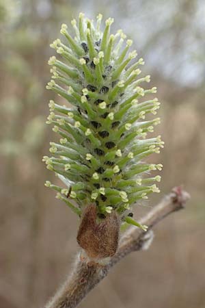 Salix caprea \ Sal-Weide / Goat Willow, D Römerberg 13.3.2019