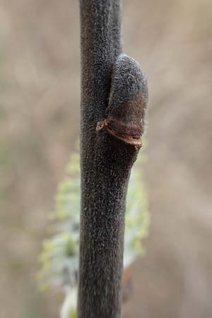 Salix caprea \ Sal-Weide / Goat Willow, D Römerberg 13.3.2019