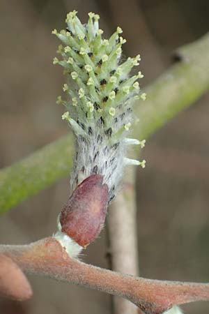 Salix cinerea \ Grau-Weide, Asch-Weide / Grey Willow, D Weinheim an der Bergstraße 16.3.2019