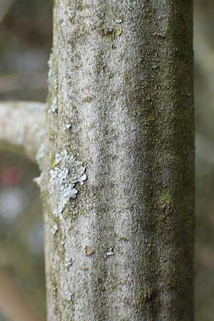 Salix cinerea \ Grau-Weide, Asch-Weide / Grey Willow, D Weinheim an der Bergstraße 16.3.2019