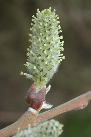 Salix cinerea \ Grau-Weide, Asch-Weide / Grey Willow, D Weinheim an der Bergstraße 16.3.2019