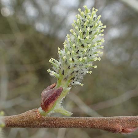 Salix cinerea \ Grau-Weide, Asch-Weide / Grey Willow, D Weinheim an der Bergstraße 16.3.2019