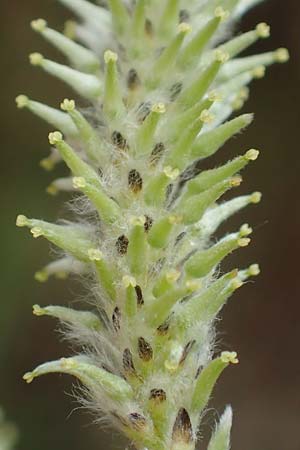 Salix cinerea \ Grau-Weide, Asch-Weide / Grey Willow, D Weinheim an der Bergstraße 16.3.2019