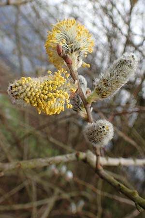 Salix cinerea \ Grau-Weide, Asch-Weide / Grey Willow, D Weinheim an der Bergstraße 16.3.2019