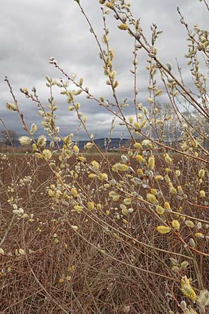 Salix cinerea \ Grau-Weide, Asch-Weide / Grey Willow, D Weinheim an der Bergstraße 16.3.2019