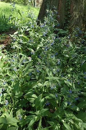 Symphytum caucasicum \ Kaukasus-Beinwell / Caucasian Comfrey, Blue Comfrey, D Frankfurt Palmengarten 21.4.2019
