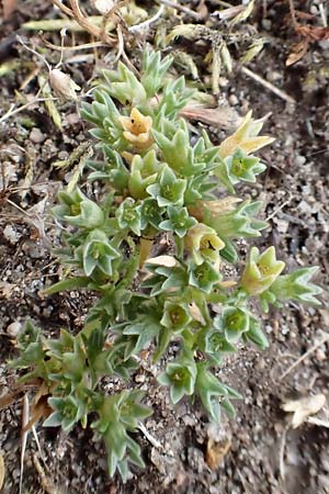 Scleranthus polycarpos / German Knotweed, D Hockenheim 6.6.2019