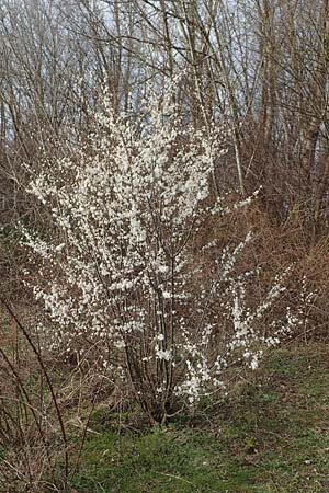 Prunus spinosa \ Schlehe, Schwarzdorn / Sloe, Blackthorn, D Mannheim 28.2.2020