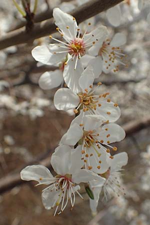Prunus spinosa \ Schlehe, Schwarzdorn / Sloe, Blackthorn, D Mannheim 28.2.2020